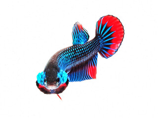 oil paint  siames fighting fish..betta splendens fish.and white background.