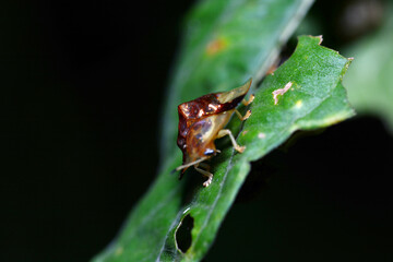 ladybird on a leaf