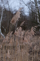 Large perennial grasses found on wetlands. Dry marsh grass.