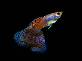 Fototapeta premium oil paint the guppy and black background.