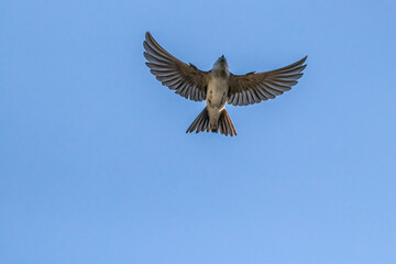 Barn swallow with wings spread out