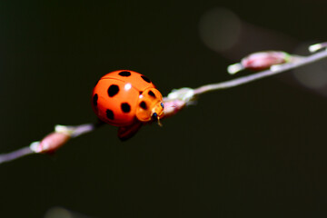 ladybird on a branch