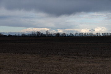 Grove behind a plowed field. Moody landscape.