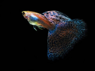 Fototapeta premium oil paint the guppy and black background.