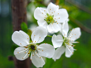 cherry blossoms white flowers in the spring in the garden