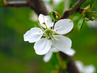 cherry blossoms white flowers in the spring in the garden
