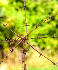 Rusty steel barbed wire pattern on green background