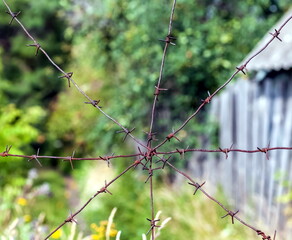 Pattern of rusty steel barbed wire on the background of greenery and garden house