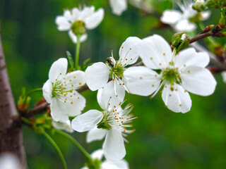 cherry blossoms white flowers in the spring in the garden