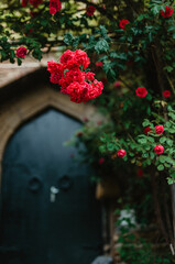 flower tree in front of house