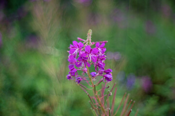 Rosebay willowherb or fireweed (Chamaenerion angustifolium)