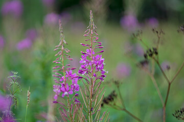 Rosebay willowherb or fireweed (Chamaenerion angustifolium)