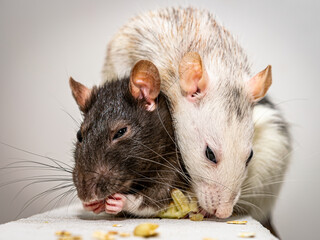 Two cute pet rats on a gas concrete block