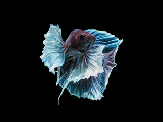 oil paint  siames fighting fish..betta splendens fish.