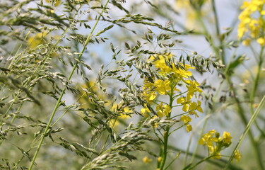 Yellow flowers on a background of meadow grass