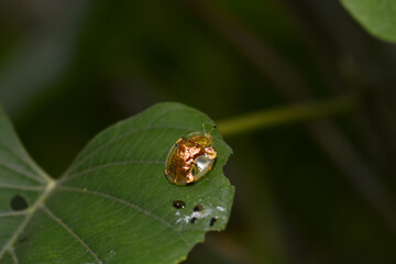 ladybird on a leaf