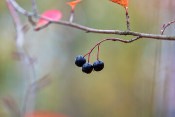 Aronia melanocarpa or black chokeberry