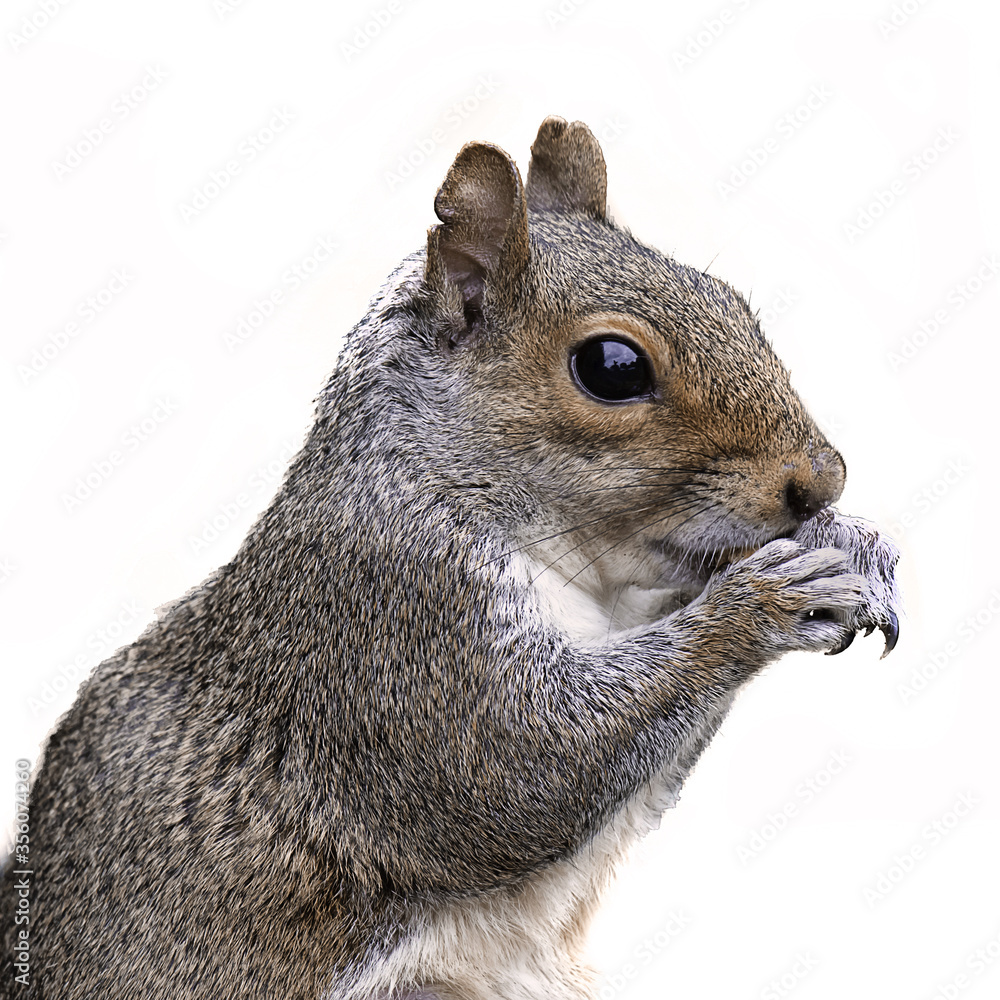 Poster close up half length profile portrait of a grey squirrel with its paws to its mouth feeding. isolate