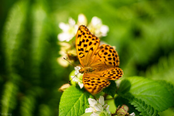 Butterfly on a flower