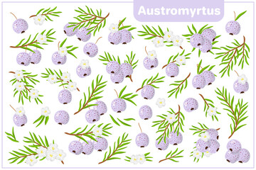 Set of vector cartoon illustrations with Austromyrtus exotic fruits isolated on white background