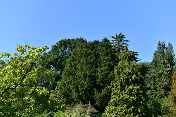 tree tops against a blue sky