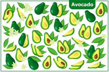 Set of vector cartoon illustrations with Avocado exotic fruits, flowers and leaves isolated on white background