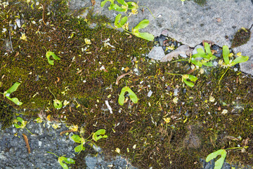 Green fallen winged seeds on old concrete surface covered with moss