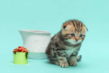 Cute Scottish fold kitten, one month old, color spotted tabby on a soft blue background. A living gift for children to enjoy.