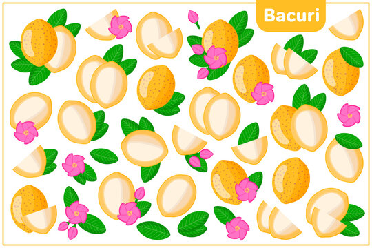 Set of vector cartoon illustrations with Bacuri exotic fruits, flowers and leaves isolated on white background