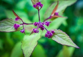 purple flowers plants closeup on a green background