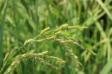 Close up of fresh growing rice plants. Showing the rice grains during growth. Botanical name Oryza sativa.