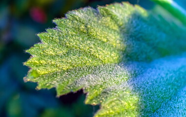 Fleecy leaf plant closeup on a green background