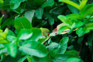 Female Rose-Ringed Parakeet Peeking Through The Branches On A Tree. Female Parrots Don't Have Distinctive Ring Around Their Neck.