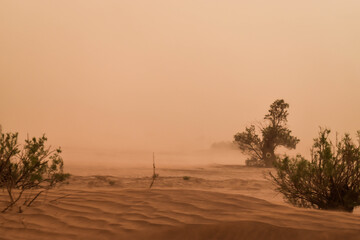 Fototapeta na wymiar Desertic plants in a sandstorm in the Sahara