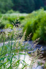 Grass timofeyevka closeup on a green background