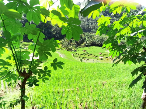 Green Leaves In The Spring