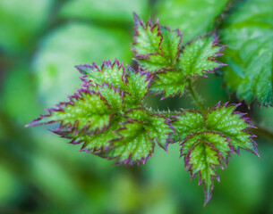 Fototapeta premium Young plant shoots close-up on a green background