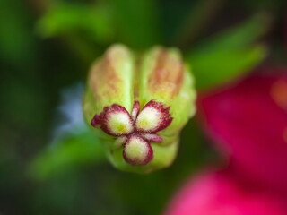 Obraz premium Lily flower Bud close-up