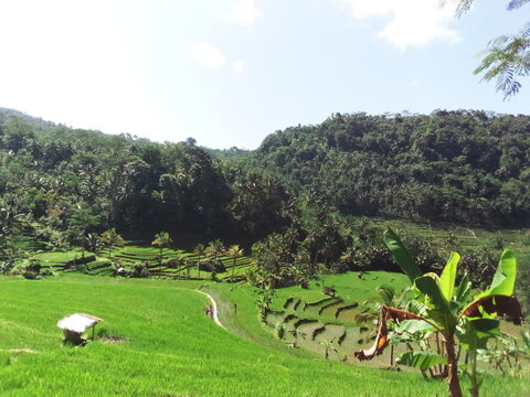 Green Paddy
