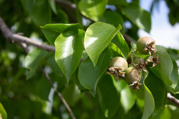 small green pears on a tree