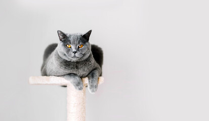 British Shorthair cat lying on scratcher. © Photocreo Bednarek