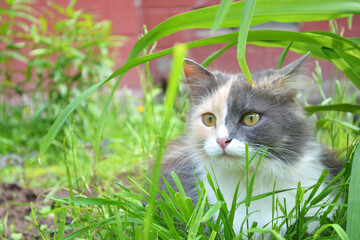 Frightened Cat sitting in the Green Grass in Summer, hiding. Beautiful multi-colored Cat Outdoor.
