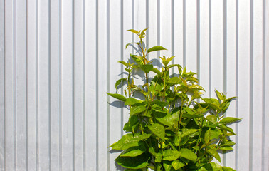 Small bush in front of silver grey metal fence