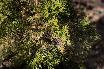Large coniferous thuja disease. Withered branches. Plant treatment.
