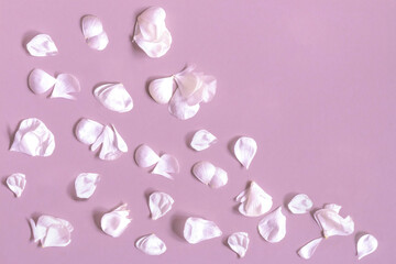 White petals of rose pattern on pink background