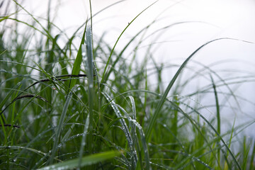 Obraz na płótnie Canvas Drops of water on the leaves of grass after rain