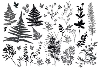 Tuinposter Set of silhouettes of botanical elements. Branches with leaves, herbs, wild plants, trees. Garden and forest collection of leaves and grass. Vector illustration on white background - Vector Graphics © Svetlana