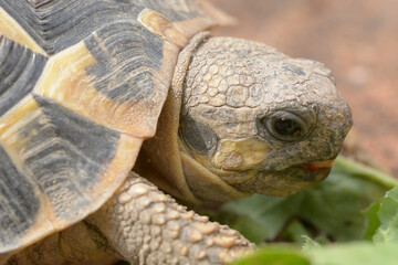 Details of head of small landturtle eating his favorite food