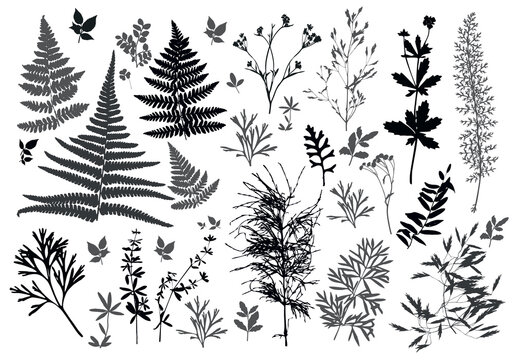 Set of silhouettes of botanical elements. Branches with leaves, herbs, wild plants, trees. Garden and forest collection of leaves and grass. Vector illustration on white background - Vector Graphics