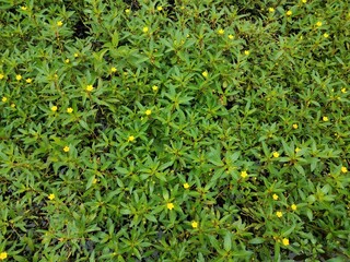 plant with green leaves and yellow flowers in wetland area